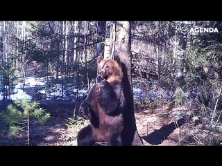 dancing bear